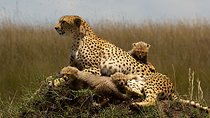 3 Days Maasai Mara Guided Safari on 4x4 Land Cruiser from Nairobi