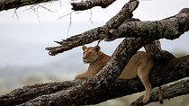 3 Days Luxury Lodge Safari in Tanzania