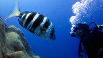 OPEN WATER CERTIFICATION - Become an autonomous diver up to 18m !