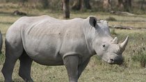 Nairobi National Park Half Day Tour From Nairobi