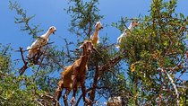 1 Day Excrursion From Marrakech To Essaouira