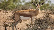 Souss Massa National Park From Agadir