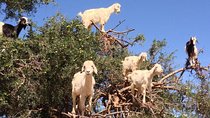 Private Day trip from Marrakesh to Essaouira beach and the fortified Medina