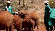Nairobi tour and giraffe centre