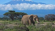 7 Days Into the Wild Wonder : Lodge Safari with Private 4x4 JEEP