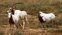 Visit Souss National Park 