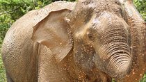Wild Safari Udawalawe from Bentota