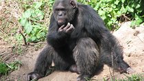 Ol Pejeta Conservancy Guided Day Tour From Nairobi