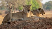 Selous/Nyerere National Park Day Trip 