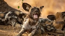 4 Day Mikumi & Nyerere Park with Boat Safari & Masai Culture