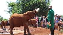 Giraffe Center & Elephant Orphanage Guided Day Tour