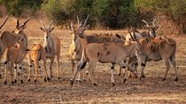 5-Day Norther Tanzania Luxury Safari