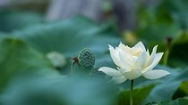 Lotus Experience 