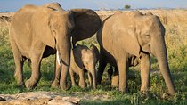 3 Days Mikumi & Udzungwa National Park + masai culture