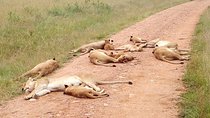 2 Days Maasai Mara National Reserve Safari from Nairobi