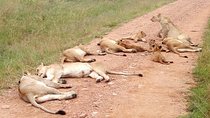 Amboseli National Park Day Tour from Nairobi