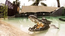 3Days Cape town - Attraction: Crocodile Diving Cage & Cape Point & Wine Tasting