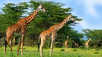 Full-Day Guided Tour to Crescent Island from Nairobi