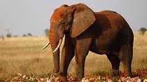4 Days Wildlife Safari in Amboseli and Tsavo 