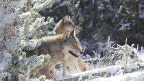 Yellowstone National Park - PRIVATE Upper Loop Tour from West Yellowstone