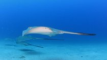 DEEP DIVING SPECIALITY - Discover a new world up to 40m depth !
