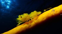 NIGHT DIVING - Dive into the darkness and be moved by its serenity !