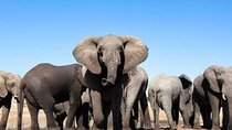 ADDO to CAPE TOWN: Addo - Garden Route - Route 62 - Winelands (6 Days)