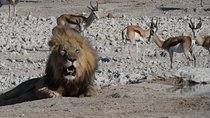3 Day Desert Trail: Central Kalahari Game Reserve - WildCamping Safari