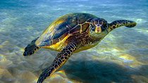 Abu Dabbab Private Over day - Snorkeling Sea Trip - Hurghada 