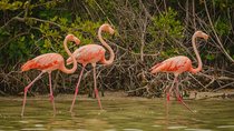 Ek Balam, Rio Lagartos Private Tour