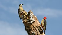 Birdwatching by the Lake Arenal