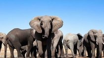 Cape Town - Winelands - Garden Route - Addo Elephants: (6 Days)