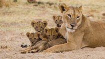 The Ultimate Safari in Tanzania