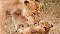 2-Days Tarangire National Park & Ngorongoro Crater Safari