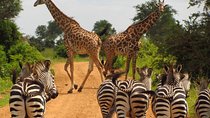 The Northern Tanzania Adventure