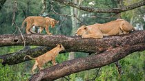 3-Days Lake Manyara, Ngorogoro Crater, Tarangire National Park