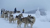 Husky Sleigh Rides experience