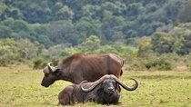 Arusha National Park Day Trip
