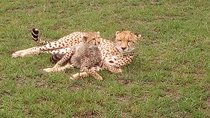 Amboseli National park Day trip:Mt kilimanjaro Views 