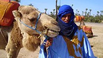Sunset Camel Ride in the Palmeraie Oasis