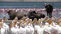 Lake Nakuru National Park & Boat Ride at Lake Naivasha Day Tour From Nairobi