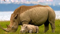 Lake Nakuru Day Trip From Nairobi