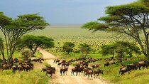 3-Day Kruger National Park Big 5 Tented Safari