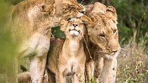 4-Day Kruger National Park & Panorama Route Tented Safari