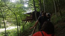 Brown Bears in the wild, no fence