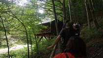 Brown Bears in the wild, no fence- With YOUR OWN VEHICLE