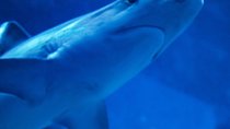 Classic Cape Town Shark Diving Plus