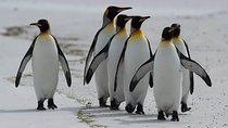 Private Day Tour Sightseeing of Cape Peninsula Penguins