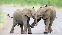 Private 2 Day Wildlife Safari Tour of Ngorongoro Crater & Tarangire