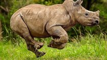 3 Days Private Lodge Serengeti Migration Safari